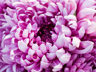 Beautiful colorful pink chrysanthemum in green leaves. Bush of chrysanthemums. Garden plants..