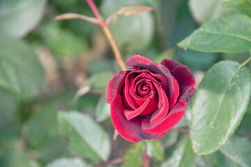 Delicate red rose. Blooming beautiful rose in the garden.