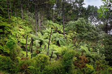 NP Coromandel - Coromandel Peninsula on the North Island of New Zealand, Bay of Plenty, natural...
