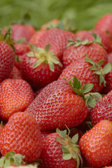 strawberry berry close-up on the background of nature