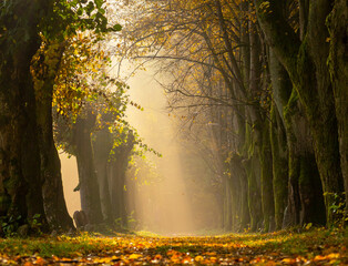 Beautifully sunbeams on the autumn misty alley. Bright golden leaves on a path between old trees in...