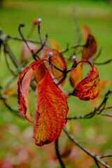 Verg&auml;nglichkeit