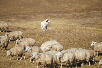 Obraz premium The shepherd grazes sheep in the mountains, a flock of sheep. Dagestan, national tradition