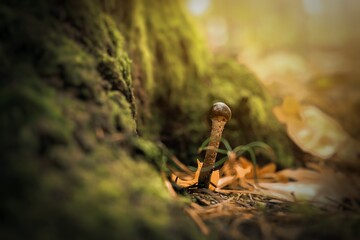 mushroom on a rock © P.Ch. Fotografia