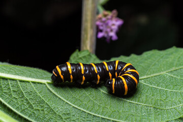 Caterpillar
