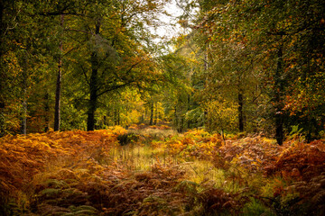 Autumn morning in the New Forest, UK