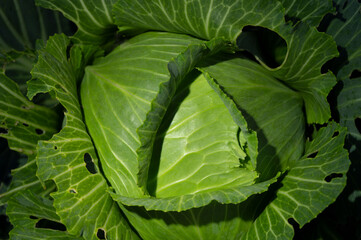 cabbage growing in the garden