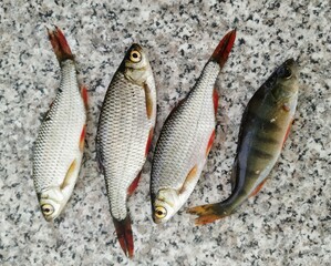 fish on ice