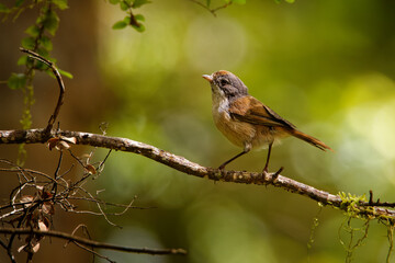 Brown creeper - Mohoua novaeseelandiae - pipipi small bird from New Zealand, grey head and pale body