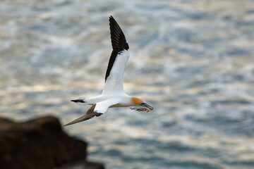 Sula serrator - Australian Gannet - takapu flying above the nesting colony in New Zealand. Blue sky sailing, portrait. Golden yellow sunset and flying white bird above the sea