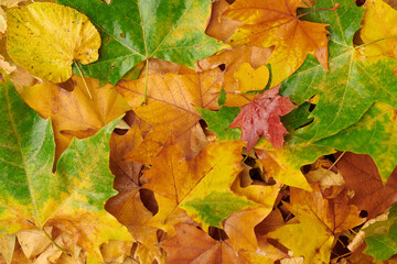 flat lay with wet leaves