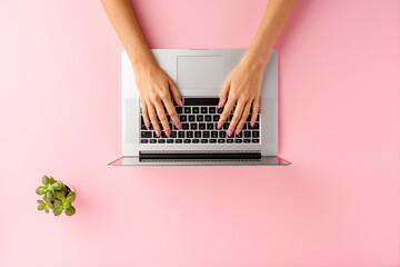 Fototapeta na wymiar Woman’s hands working on laptop on pink table with small flower. Business background. Flat lay