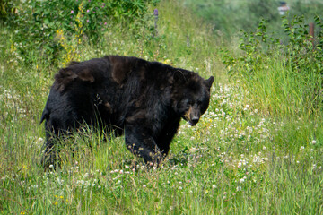 Fototapeta premium bear in the grass