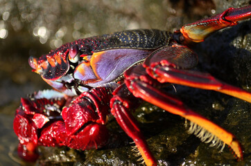 Closeup of beautiful red crab on the rocks at low tide, Grapsus adscensionis