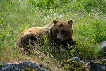 Fototapeta premium brown bear in the grass