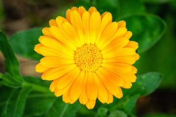 yellow flower of a calendula