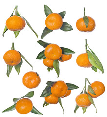 Obraz premium ripe orange tangerines with leaves large group