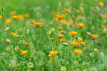field of wildflowers