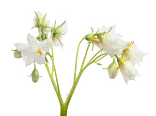 Fototapeta na wymiar isolated blossoming pure white flowers of potato plant