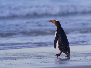 Yellow-eyed penguin - hoiho - Megadyptes antipodes, breeds along the eastern and south-eastern coastlines of the South Island of New Zealand, Stewart Island, Auckland Islands
