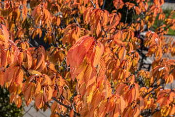 Deep orange autumn leaves on a tree.