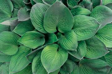 Obraz premium bright and dark green plants for background, gardening