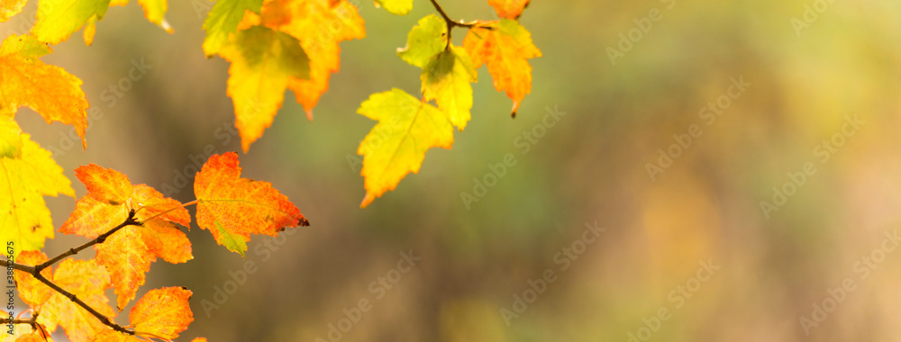 Wall mural panoramic view of autumnal colours leaf on sunset colorful bokeh background. panoramic view of maple