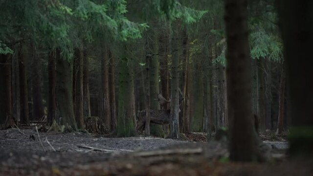 Fallow deer during rutting time. Deer roam in the forest. Fallow deer roar in the wood. Deer male fighting. Autumn time in wildlife Europe