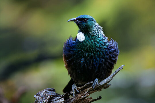 Prosthemadera novaeseelandiae - Tui endemic New Zealand forest bird sitting on the branch in the forest.