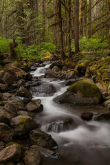 Tranquil stream surrounded by lush, green forest in Mt. Baker Snoqualmie National Forest
