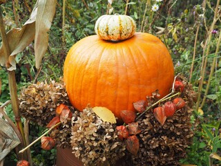 Erntedank - bunte K&uuml;rbisse und Physalis im Garten	