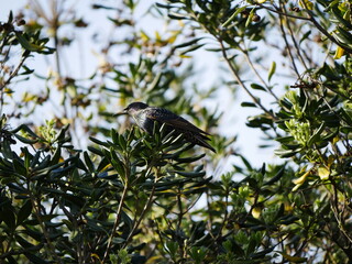 Aves