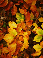 Background of red and yellow autumn foliage