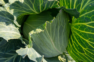 cabbage in the garden