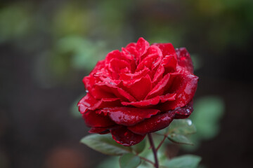 Lonely red rose in raindrops on a green background