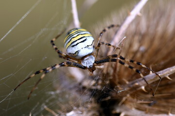 aracnide