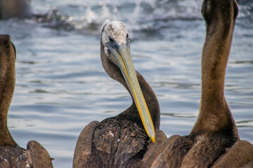 pelicans on the beach