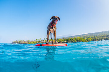 Cute brown dog standing on a surf board in the ocean in Hawaii