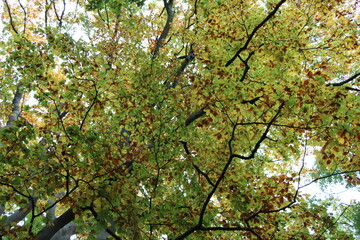 Fototapeta premium Beech, European Beech, Autumnal Forest in Worpswede (Northern Germany), Europäische Buche