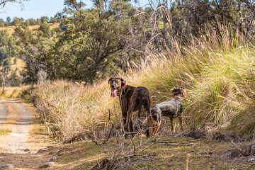 Hunting dogs in field on sunny day