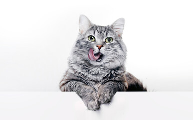 Funny large longhair gray kitten with beautiful big green eyes lying on white table. Lovely fluffy...