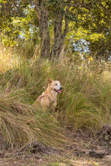 Yellow shiba inu dog sitting in field of tall grass near trees on sunny day