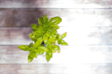 Green basil plant leaves, great ingredient for tasty sauces isolated on a wooden striped surface