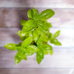 Green basil plant with green leaves on a wooden board background excelent ingredient for pesto sauce