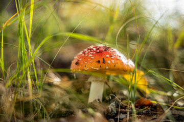 Poisonous fly agaric/ fly amanita mushroom in the central European forest. Sunny autumn beautiful day.