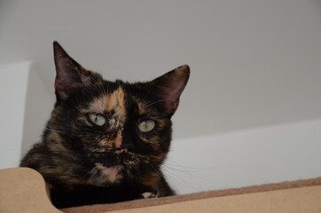 Obraz premium FELINOS