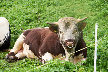 Portrait of a bull with nose ring