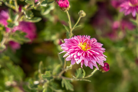 Beautiful pink violet chrysanthemum in the garden. Sunny day, shall depth of the field. Floral background..
