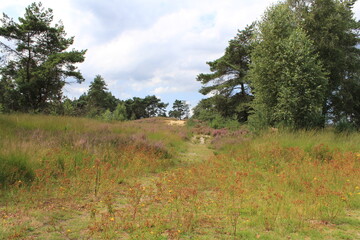 a path in a beautiful colorful heather landscape with wild flowers and trees and a blue sky at a sunny day in summer