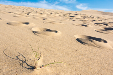 Tiny plant growing in a sandy desert